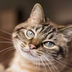 Kedi Sağlığı Nasıl Korunur?