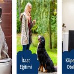Köpeklerin Eğitim Süreci Nasıl İlerler?