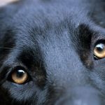 Rüyada Köpek Görmek