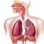 Solunum Kasları Nelerdir? 