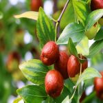 Hünnapın Faydaları Nelerdir?