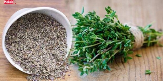 Kekik Kullanımının Faydaları ve Zararları