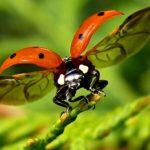 Rüyada Böcek Görmek