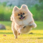 Rüyada Köpek Kovalaması Ne Anlama Gelir?