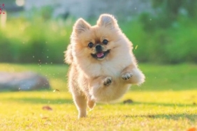 Rüyada Köpek Kovalaması Ne Anlama Gelir?