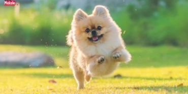 Rüyada Köpek Kovalaması Ne Anlama Gelir?