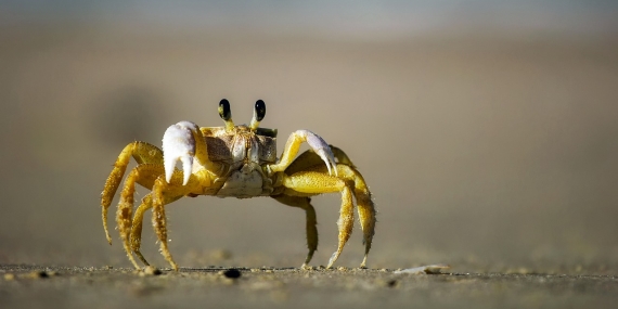 Yengeçler Neden Yan Yan Gider?