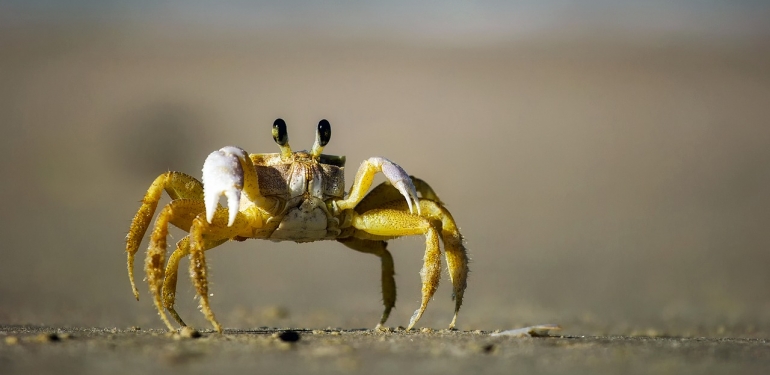 Yengeçler Neden Yan Yan Yürür?