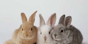 Erkek ve Dişi Tavşan İsimleri