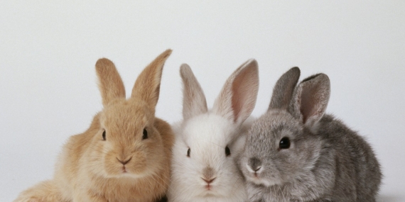 Erkek ve Dişi Tavşan İsimleri