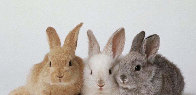 Erkek ve Dişi Tavşan İsimleri