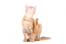 Kedi Pireleri İnsana Geçer mi?