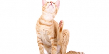 Kedi Pireleri İnsana Geçer mi?