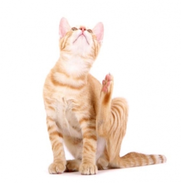 Kedi Pireleri İnsana Geçer mi?