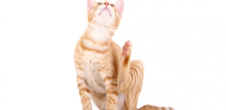 Kedi Pireleri İnsana Geçer mi?