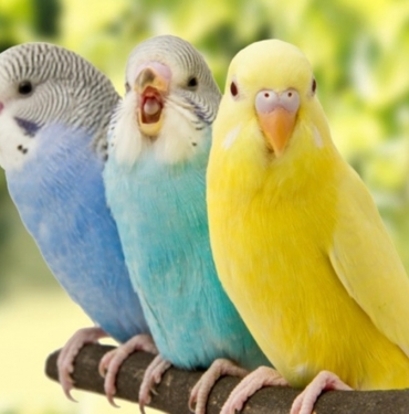 Muhabbet Kuşları Yıkanır mı?