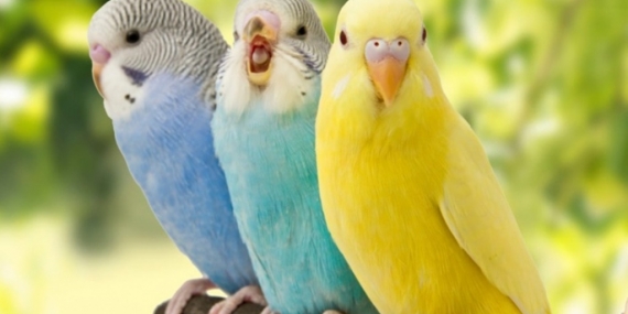 Muhabbet Kuşları Yıkanır mı?