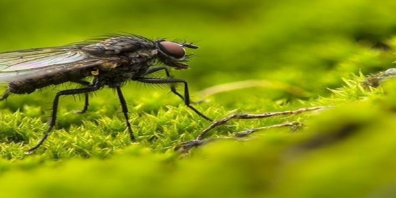 Rüyada Sinek Öldürmek Nasıl Yorumlanır?