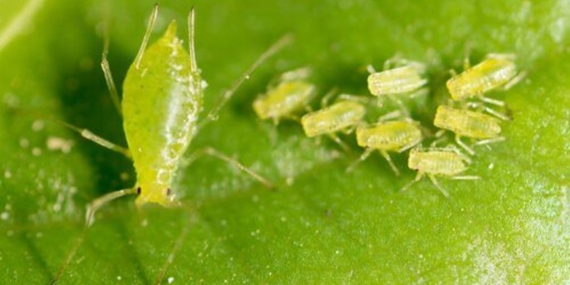 Beyaz Yaprak Biti Nedir? 