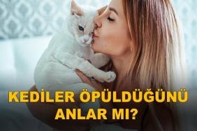 Kediler Öpüldüğünü Anlar mı? 