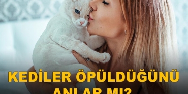 Kediler Öpüldüğünü Anlar mı? 