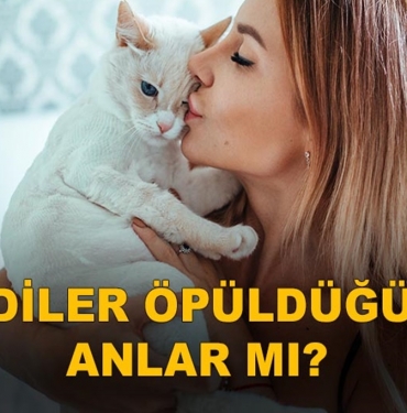 Kediler Öpüldüğünü Anlar mı? 