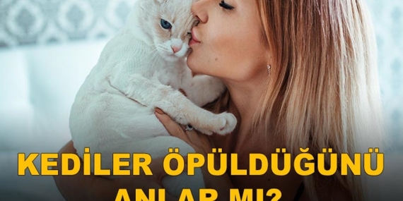Kediler Öpüldüğünü Anlar mı? 