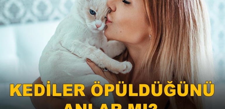 Kediler Öpüldüğünü Anlar mı? 