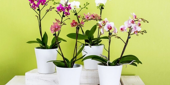 Orkide Bakımı Nasıl Yapılıyor?