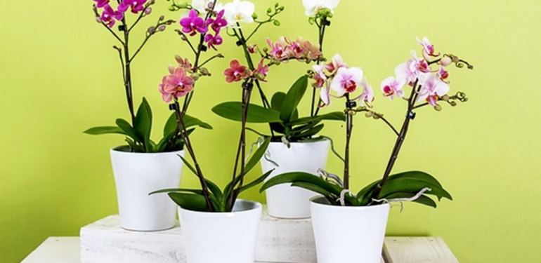 Orkide Bakımı Nasıl Yapılıyor?