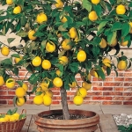 Limon Ağacı Bakımı Nasıl Yapılır? 