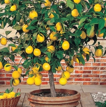 Limon Ağacı Bakımı Nasıl Yapılır? 