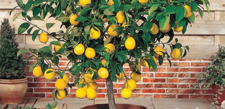 Limon Ağacı Bakımı Nasıl Yapılır? 