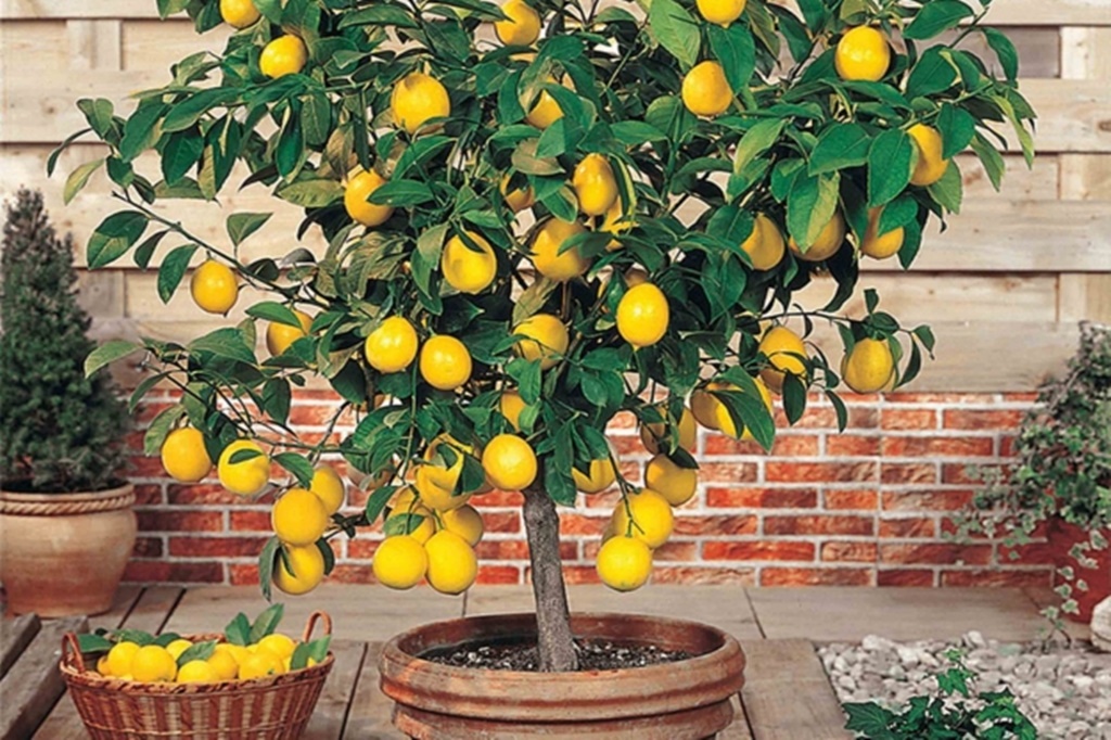 Limon Ağacı Bakımı Nasıl Yapılır? 
