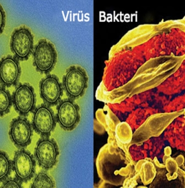 Bakteriler ve Virüsler Arasındaki Fark Nedir? 