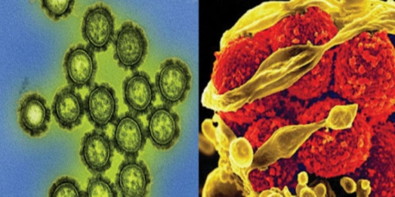 Bakteriler ve Virüsler Arasındaki Fark Nedir? 