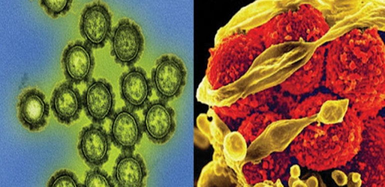 Bakteriler ve Virüsler Arasındaki Fark Nedir? 