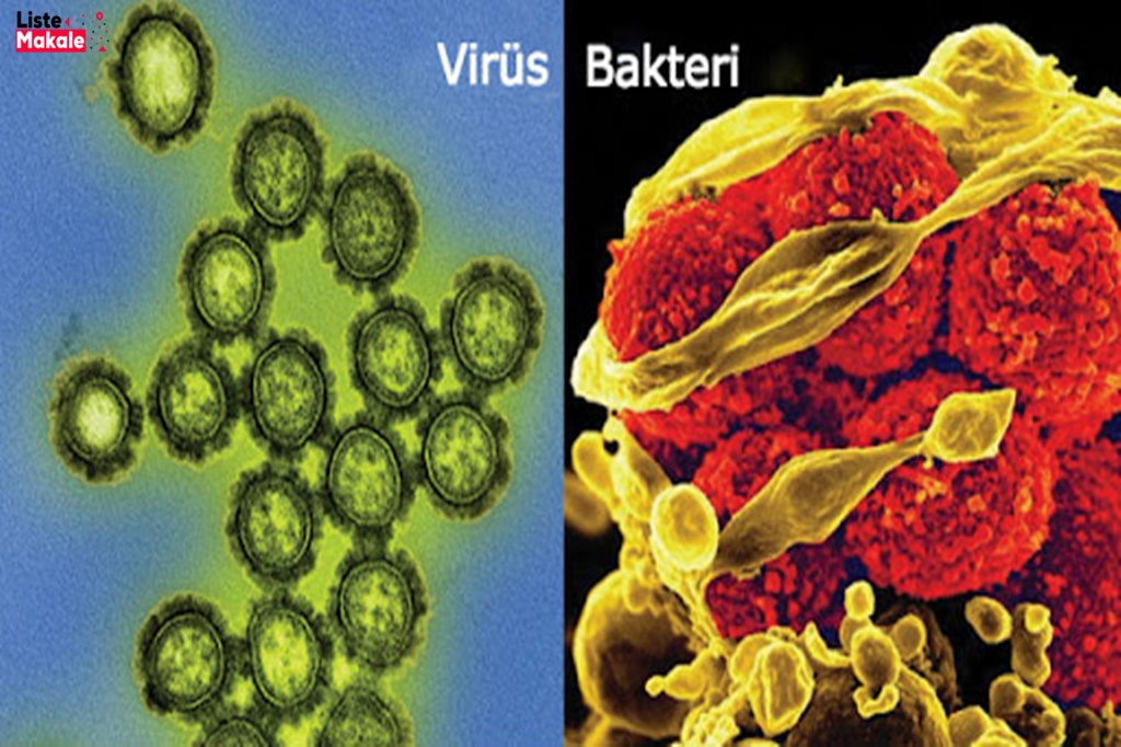 Bakteriler ve Virüsler Arasındaki Fark Nedir? 