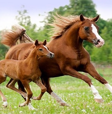 At Yetiştiriciliği Nasıl Yapılır? Yetiştirici Belgesi Nasıl Alınır?  