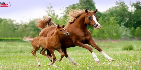 At Yetiştiriciliği Nasıl Yapılır? Yetiştirici Belgesi Nasıl Alınır?  