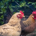 En Çok Kazandıran Tavuk Irkları Hangileridir? 