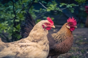 En Çok Kazandıran Tavuk Irkları Hangileridir? 