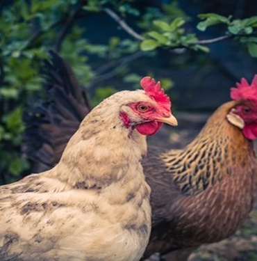 En Çok Kazandıran Tavuk Irkları Hangileridir? 