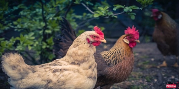En Çok Kazandıran Tavuk Irkları Hangileridir? 
