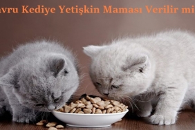 Yavru Kediye Yetişkin Maması Verilir mi? 