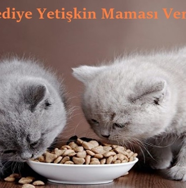 Yavru Kediye Yetişkin Maması Verilir mi? 