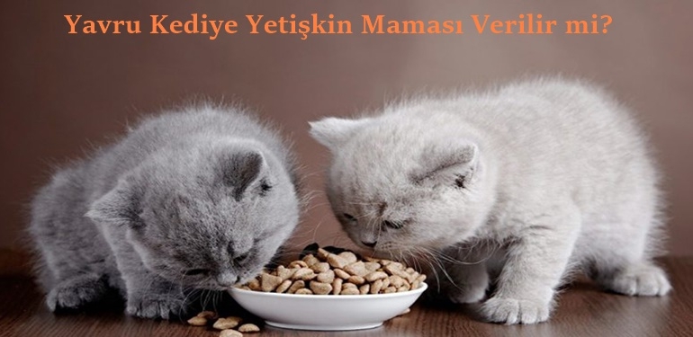 Yavru Kediye Yetişkin Maması Verilir mi? 