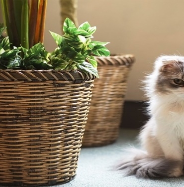 Evcil Hayvanlar İçin Zararlı Ev Bitkileri 