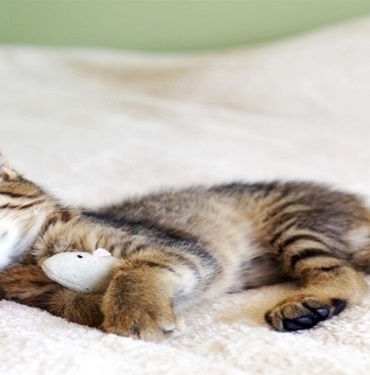 Kediler Günde Ne Kadar Uyur? 