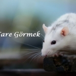 Rüyada Fare Görmek 